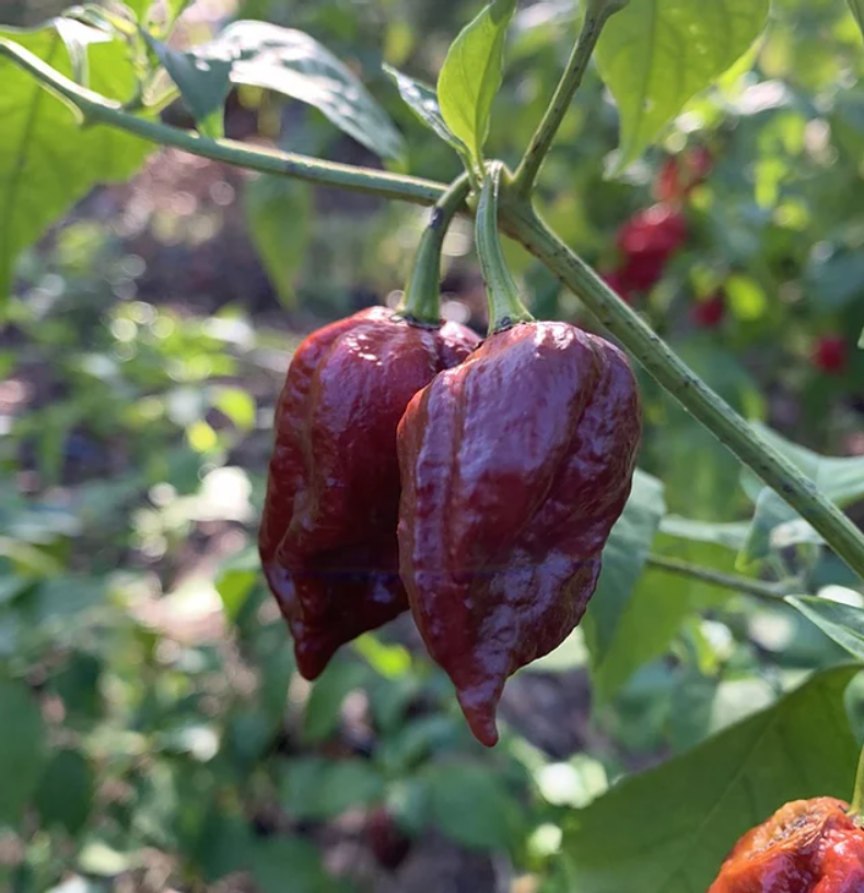 7 Pot Douglah Pepper Seeds Canada