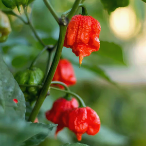 Carolina Reaper Seeds Canada