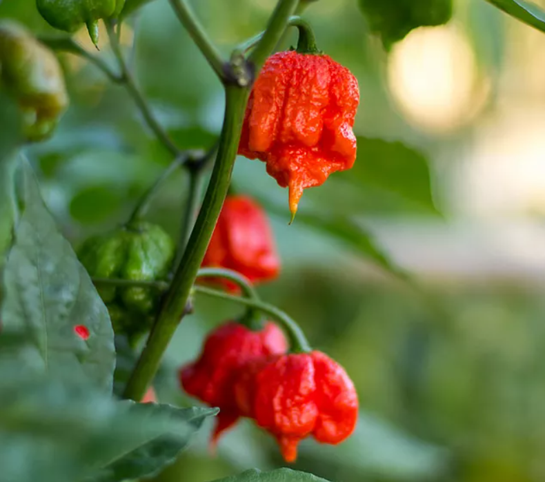 Carolina Reaper Seeds Canada