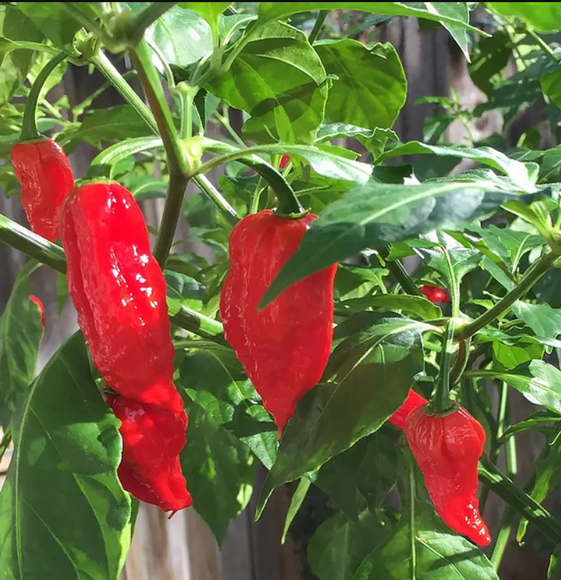 Ghost Pepper Seeds Canada