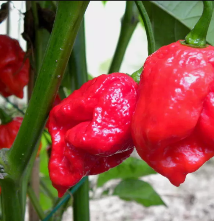 Moruga Scorpion Pepper Seeds Canada