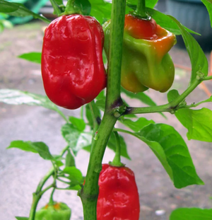 Scotch Bonnet Pepper Seeds Canada